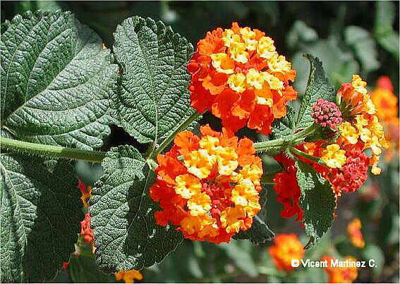 Lantana_camara